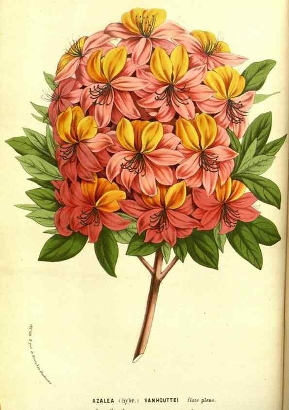 Reproducción/Reproduction 49587836582: Flore des serres et des jardins de l'Europe. A Gand :chez Louis van Houtte, eÌditeur,1845-1880.. 
