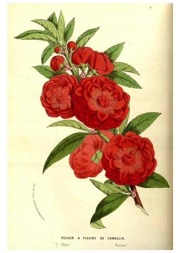 Reproducción/Reproduction 49587098938: Flore des serres et des jardins de l'Europe. A Gand :chez Louis van Houtte, eÌditeur,1845-1880.. 