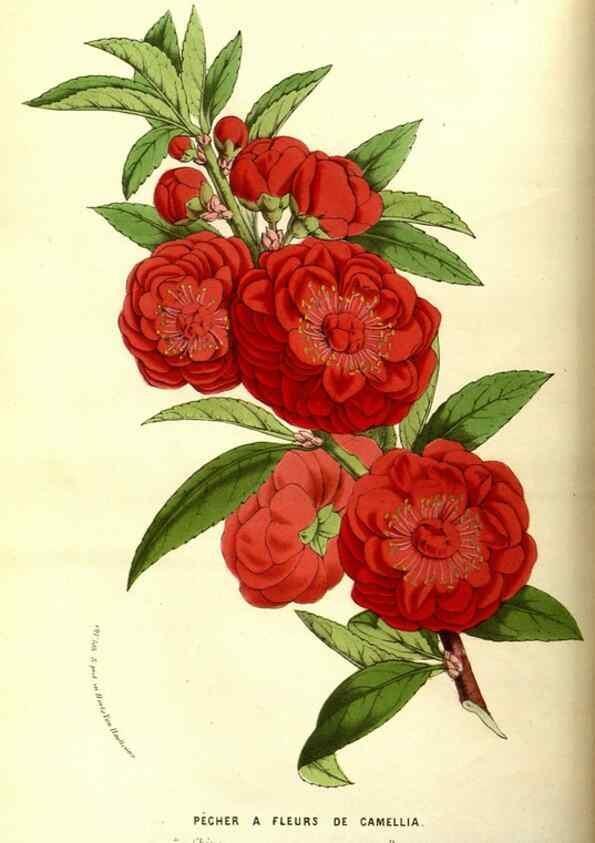 Reproducción/Reproduction 49587098938: Flore des serres et des jardins de l'Europe. A Gand :chez Louis van Houtte, eÌditeur,1845-1880.. 