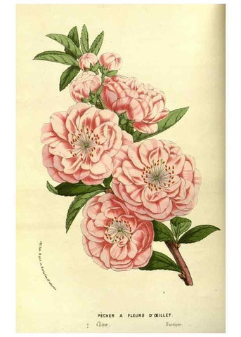 Reproducción/Reproduction 49587593676: Flore des serres et des jardins de l'Europe. A Gand :chez Louis van Houtte, eÌditeur,1845-1880.. 