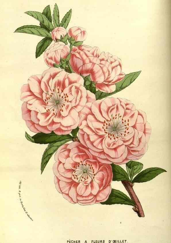 Reproducción/Reproduction 49587593676: Flore des serres et des jardins de l'Europe. A Gand :chez Louis van Houtte, eÌditeur,1845-1880.. 