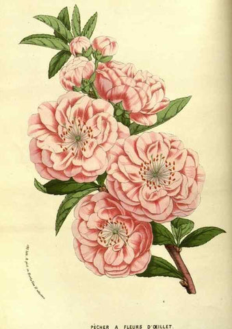 Reproducción/Reproduction 49587593676: Flore des serres et des jardins de l'Europe. A Gand :chez Louis van Houtte, eÌditeur,1845-1880.. 