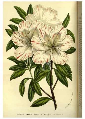 Reproducción/Reproduction 49587099278: Flore des serres et des jardins de l'Europe. A Gand :chez Louis van Houtte, eÌditeur,1845-1880.. 