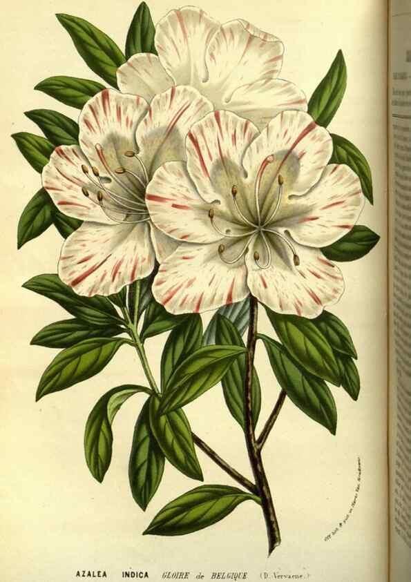 Reproducción/Reproduction 49587099278: Flore des serres et des jardins de l'Europe. A Gand :chez Louis van Houtte, eÌditeur,1845-1880.. 