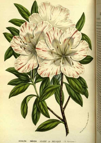 Reproducción/Reproduction 49587099278: Flore des serres et des jardins de l'Europe. A Gand :chez Louis van Houtte, eÌditeur,1845-1880.. 
