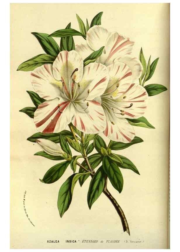 Reproducción/Reproduction 49587837317: Flore des serres et des jardins de l'Europe. A Gand :chez Louis van Houtte, eÌditeur,1845-1880.. 