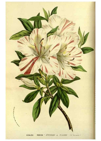 Reproducción/Reproduction 49587837317: Flore des serres et des jardins de l'Europe. A Gand :chez Louis van Houtte, eÌditeur,1845-1880.. 