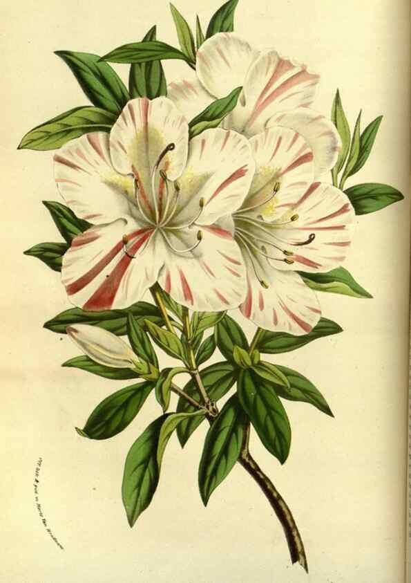 Reproducción/Reproduction 49587837317: Flore des serres et des jardins de l'Europe. A Gand :chez Louis van Houtte, eÌditeur,1845-1880.. 
