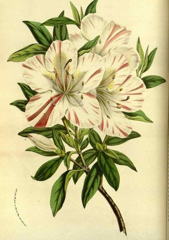 Reproducción/Reproduction 49587837317: Flore des serres et des jardins de l'Europe. A Gand :chez Louis van Houtte, eÌditeur,1845-1880.. 