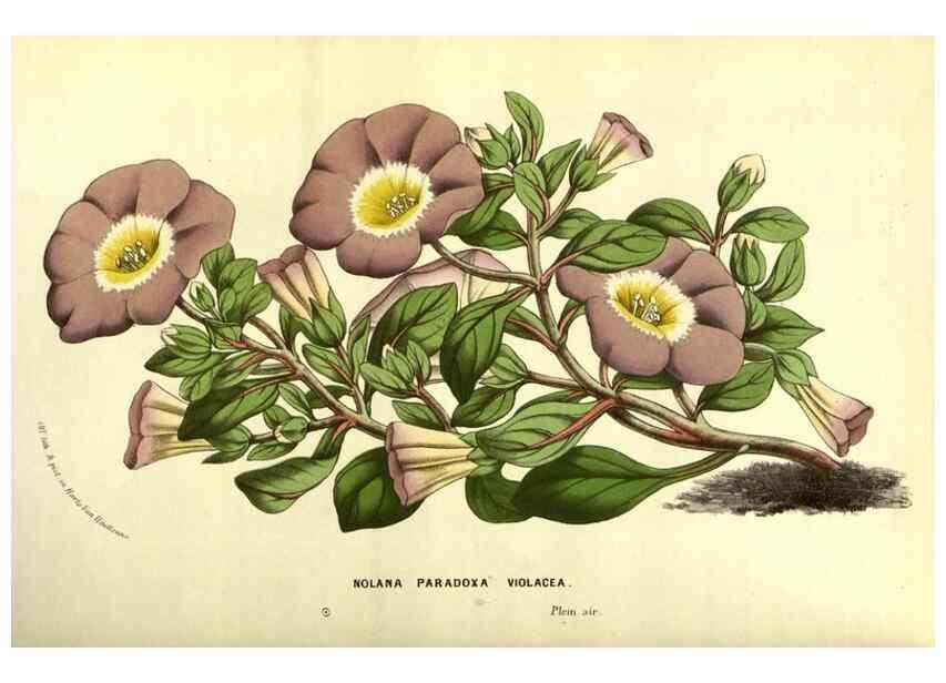 Reproducción/Reproduction 49587592826: Flore des serres et des jardins de l'Europe. A Gand :chez Louis van Houtte, eÌditeur,1845-1880.. 