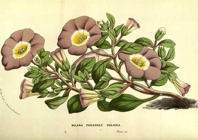 Reproducción/Reproduction 49587592826: Flore des serres et des jardins de l'Europe. A Gand :chez Louis van Houtte, eÌditeur,1845-1880.. 