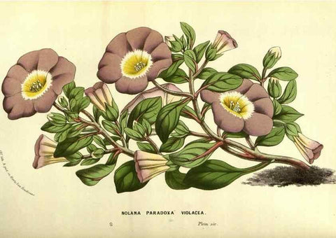 Reproducción/Reproduction 49587592826: Flore des serres et des jardins de l'Europe. A Gand :chez Louis van Houtte, eÌditeur,1845-1880.. 
