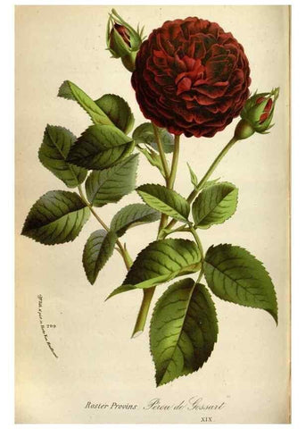 Reproducción/Reproduction 49587562458: Flore des serres et des jardins de l'Europe. A Gand :chez Louis van Houtte, eÌditeur,1845-1880.. 