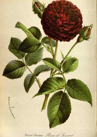 Reproducción/Reproduction 49587562458: Flore des serres et des jardins de l'Europe. A Gand :chez Louis van Houtte, eÌditeur,1845-1880.. 
