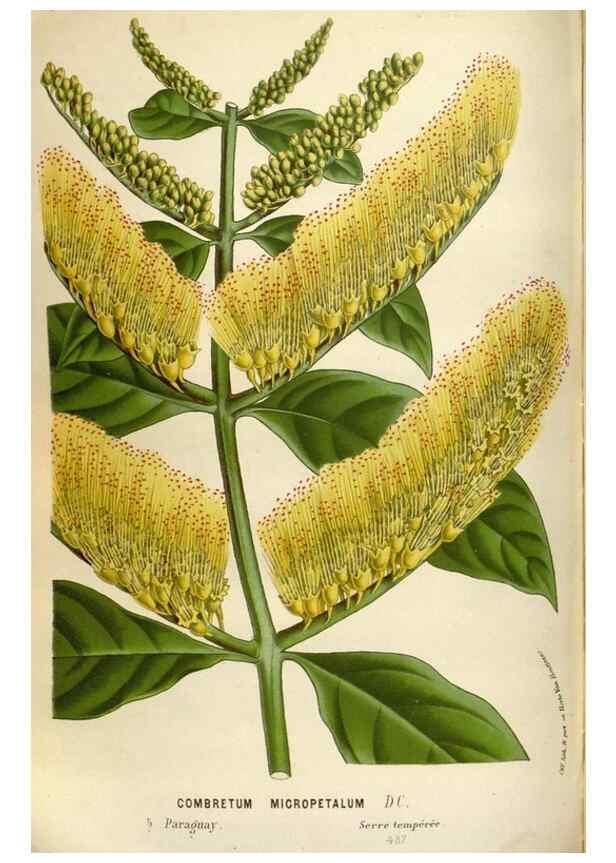 Reproducción/Reproduction 49588056906: Flore des serres et des jardins de l'Europe. A Gand :chez Louis van Houtte, eÌditeur,1845-1880.. 
