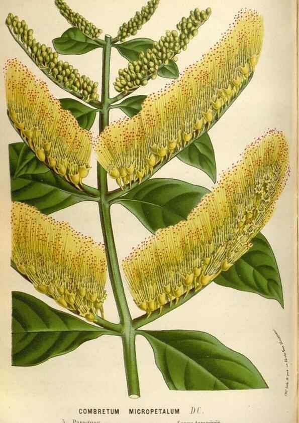 Reproducción/Reproduction 49588056906: Flore des serres et des jardins de l'Europe. A Gand :chez Louis van Houtte, eÌditeur,1845-1880.. 