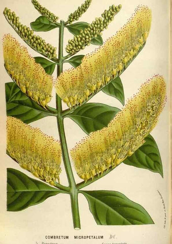 Reproducción/Reproduction 49588056906: Flore des serres et des jardins de l'Europe. A Gand :chez Louis van Houtte, eÌditeur,1845-1880.. 