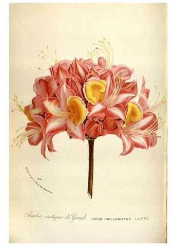 Reproducción/Reproduction 49587562908: Flore des serres et des jardins de l'Europe. A Gand :chez Louis van Houtte, eÌditeur,1845-1880.. 