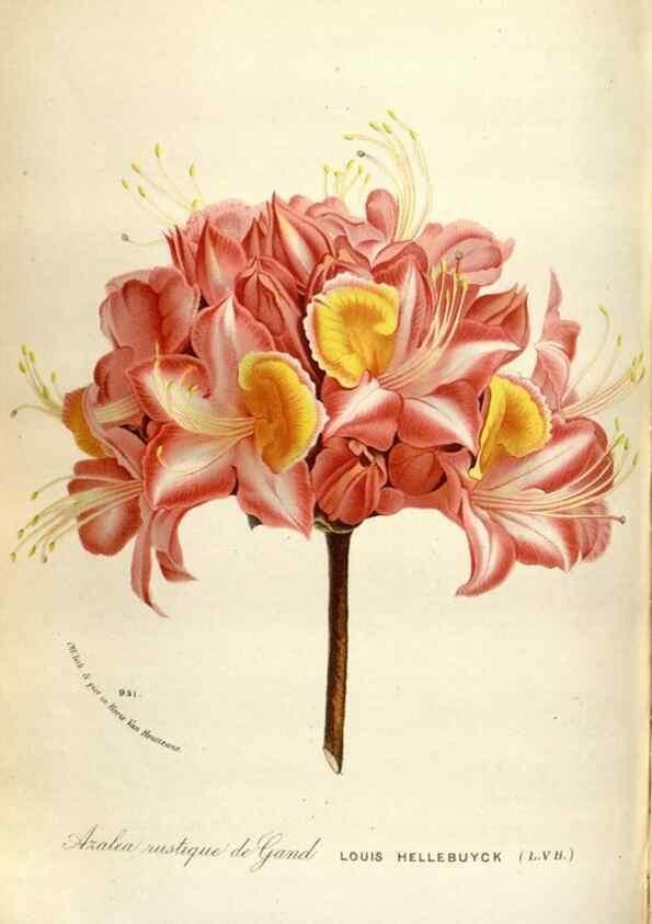 Reproducción/Reproduction 49587562908: Flore des serres et des jardins de l'Europe. A Gand :chez Louis van Houtte, eÌditeur,1845-1880.. 