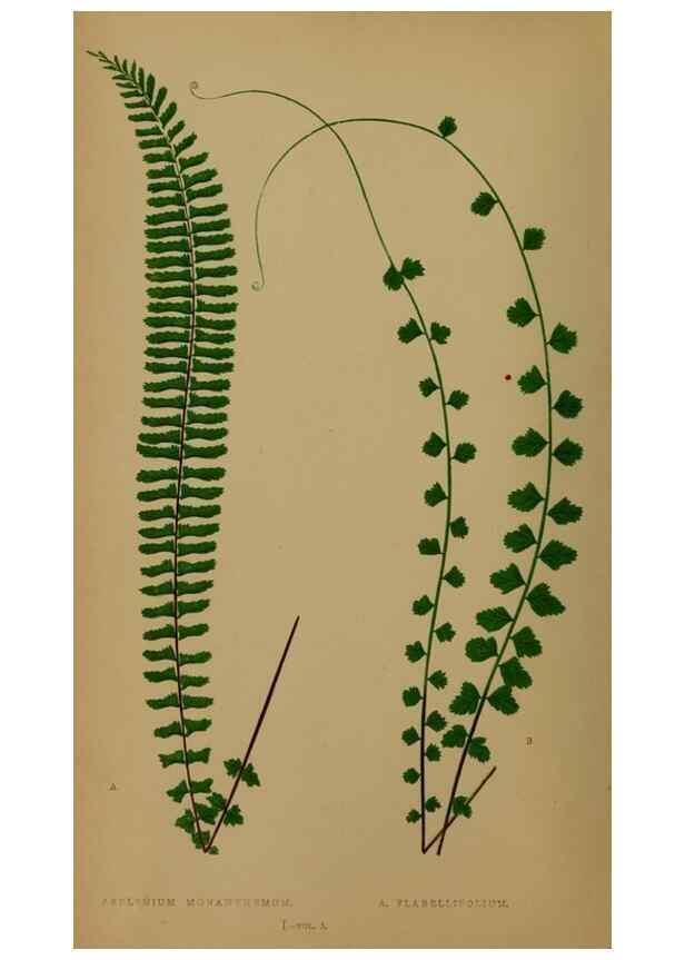Reproducción/Reproduction 49627142507: Ferns: British and exotic.... London,Groombridge and Sons,1856-60.. 