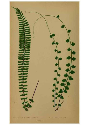 Reproducción/Reproduction 49627142507: Ferns: British and exotic.... London,Groombridge and Sons,1856-60.. 
