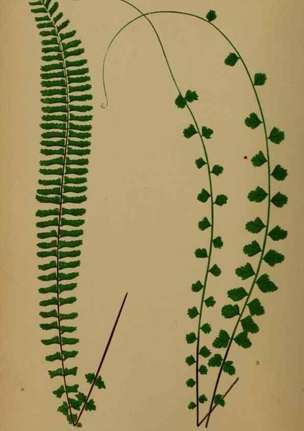 Reproducción/Reproduction 49627142507: Ferns: British and exotic.... London,Groombridge and Sons,1856-60.. 
