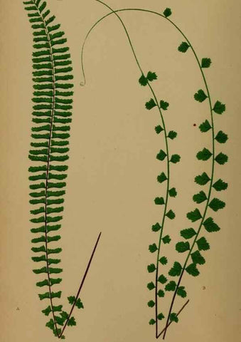 Reproducción/Reproduction 49627142507: Ferns: British and exotic.... London,Groombridge and Sons,1856-60.. 