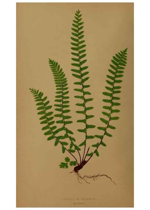 Reproducción/Reproduction 49627142717: Ferns: British and exotic.... London,Groombridge and Sons,1856-60.. 