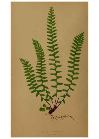 Reproducción/Reproduction 49627142717: Ferns: British and exotic.... London,Groombridge and Sons,1856-60.. 
