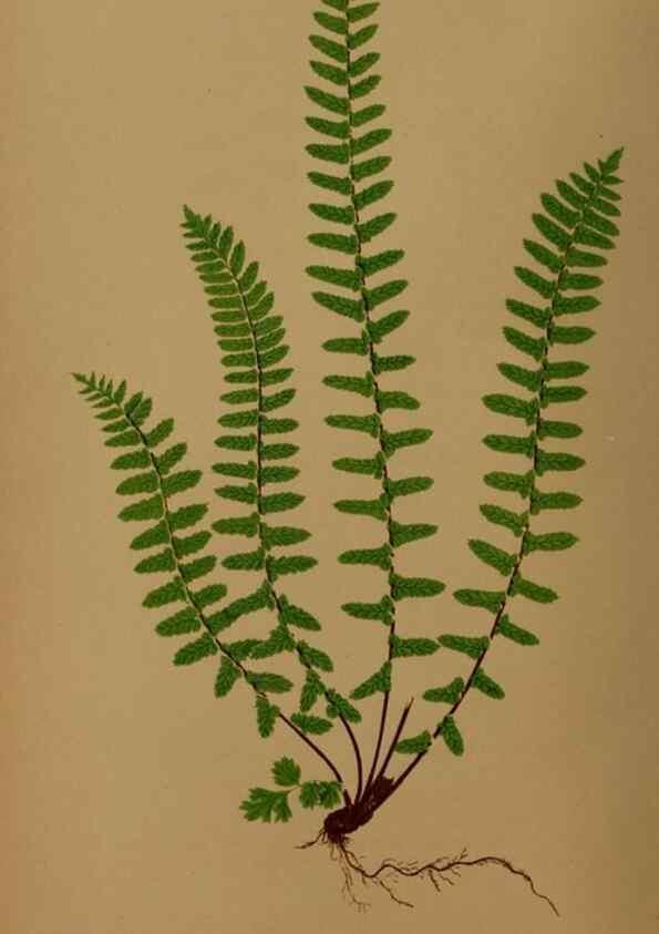 Reproducción/Reproduction 49627142717: Ferns: British and exotic.... London,Groombridge and Sons,1856-60.. 
