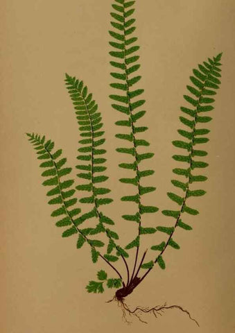 Reproducción/Reproduction 49627142717: Ferns: British and exotic.... London,Groombridge and Sons,1856-60.. 