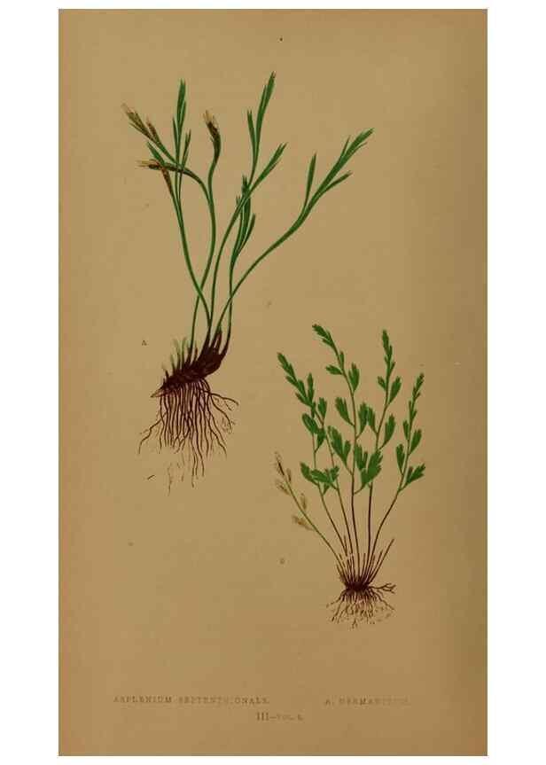 Reproducción/Reproduction 49626870661: Ferns: British and exotic.... London,Groombridge and Sons,1856-60.. 
