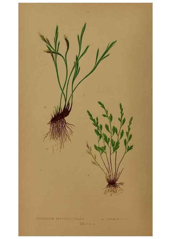 Reproducción/Reproduction 49626870661: Ferns: British and exotic.... London,Groombridge and Sons,1856-60.. 