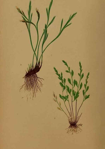 Reproducción/Reproduction 49626870661: Ferns: British and exotic.... London,Groombridge and Sons,1856-60.. 