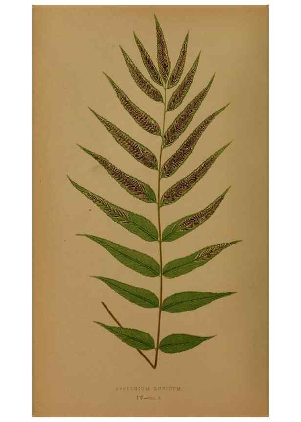 Reproducción/Reproduction 49627143147: Ferns: British and exotic.... London,Groombridge and Sons,1856-60.. 