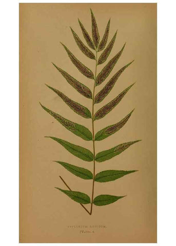 Reproducción/Reproduction 49627143147: Ferns: British and exotic.... London,Groombridge and Sons,1856-60.. 