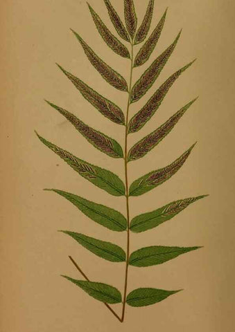 Reproducción/Reproduction 49627143147: Ferns: British and exotic.... London,Groombridge and Sons,1856-60.. 