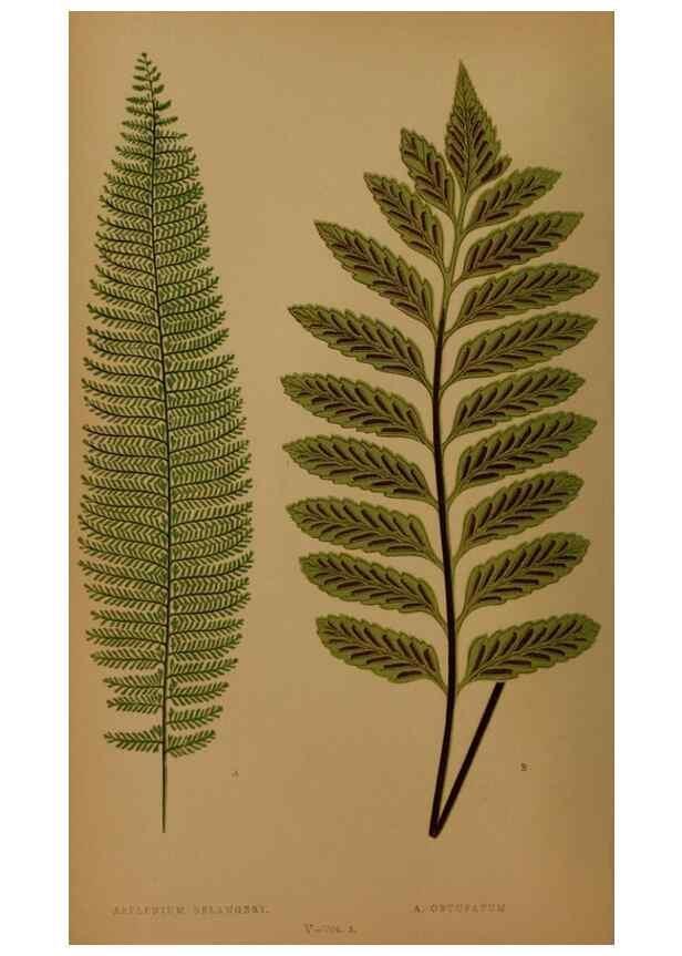 Reproducción/Reproduction 49627143372: Ferns: British and exotic.... London,Groombridge and Sons,1856-60.. 