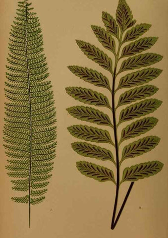 Reproducción/Reproduction 49627143372: Ferns: British and exotic.... London,Groombridge and Sons,1856-60.. 