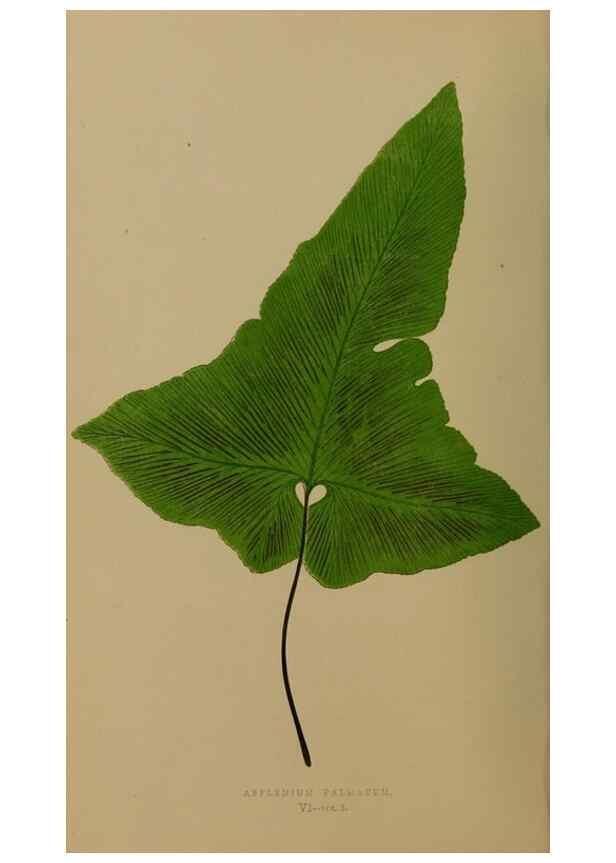 Reproducción/Reproduction 49626353163: Ferns: British and exotic.... London,Groombridge and Sons,1856-60.. 