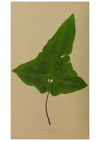 Reproducción/Reproduction 49626353163: Ferns: British and exotic.... London,Groombridge and Sons,1856-60.. 
