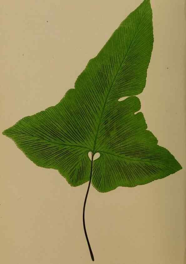 Reproducción/Reproduction 49626353163: Ferns: British and exotic.... London,Groombridge and Sons,1856-60.. 