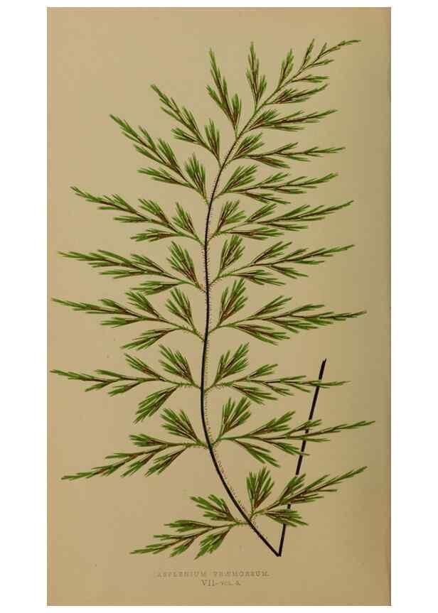 Reproducción/Reproduction 49626353378: Ferns: British and exotic.... London,Groombridge and Sons,1856-60.. 