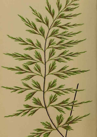 Reproducción/Reproduction 49626353378: Ferns: British and exotic.... London,Groombridge and Sons,1856-60.. 