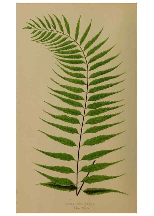 Reproducción/Reproduction 49626871636: Ferns: British and exotic.... London,Groombridge and Sons,1856-60.. 