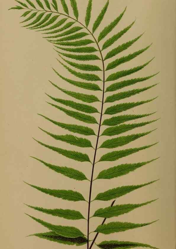 Reproducción/Reproduction 49626871636: Ferns: British and exotic.... London,Groombridge and Sons,1856-60.. 