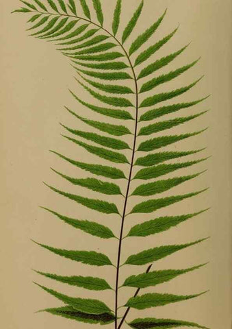 Reproducción/Reproduction 49626871636: Ferns: British and exotic.... London,Groombridge and Sons,1856-60.. 
