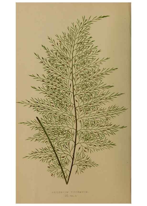 Reproducción/Reproduction 49626871821: Ferns: British and exotic.... London,Groombridge and Sons,1856-60.. 