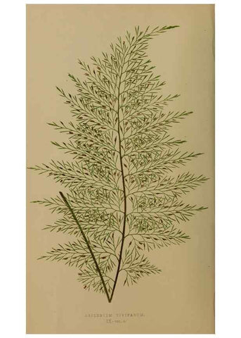 Reproducción/Reproduction 49626871821: Ferns: British and exotic.... London,Groombridge and Sons,1856-60.. 