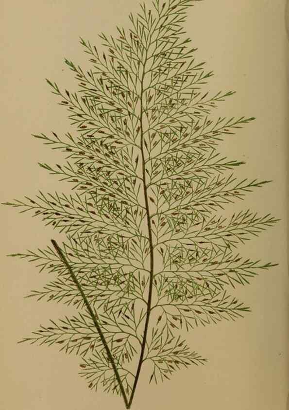 Reproducción/Reproduction 49626871821: Ferns: British and exotic.... London,Groombridge and Sons,1856-60.. 